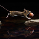 Illustration for article titled The Competition Is Fierce For This Year's Best Wildlife Photographer